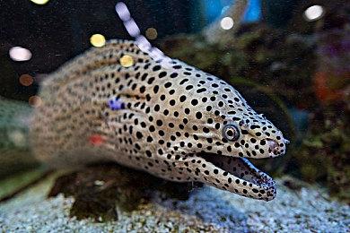 热血系列周年作品《热血三国志：全员集合！》公布