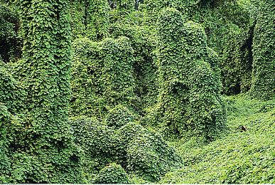 《兽娘红茶馆》Steam页面上线 今年下旬发售